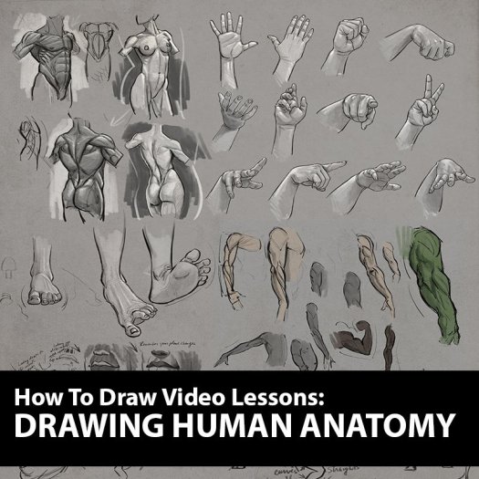 Aaron-Blaise-Drawing-Human-Anatomy1