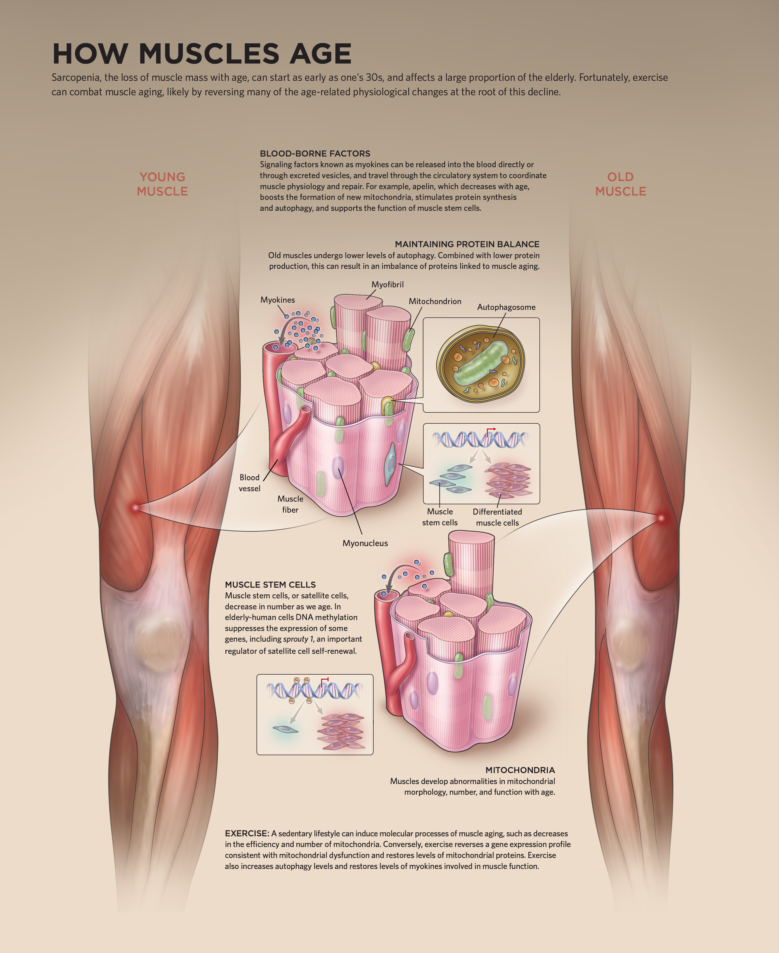 Rebuild-Your-Body-2016-Muscular-System-1