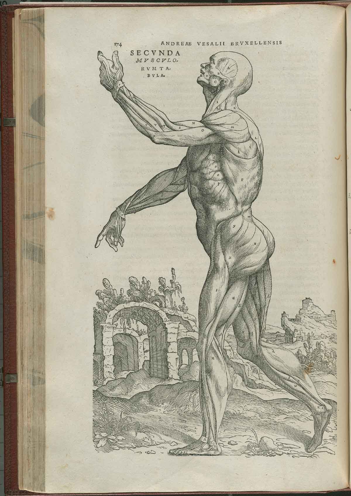 Vesalius_Pg_174