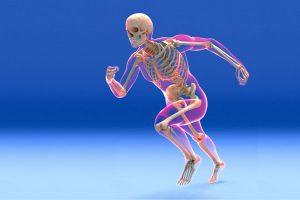 Rebuild Your Body 2016 - Skeletal System