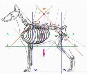 Dr Evgenij Yerusalimsky - BioMechanical Model and Harmony in Dog Structure seminar