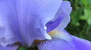 Tara Brach – Forgiveness and Meditation