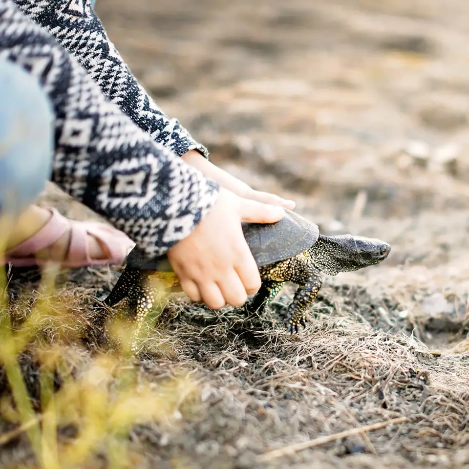 A swamp turtle being released back into the wild following successful rehabilitation