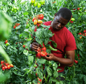 Centre of Excellence – Horticulture Diploma Course