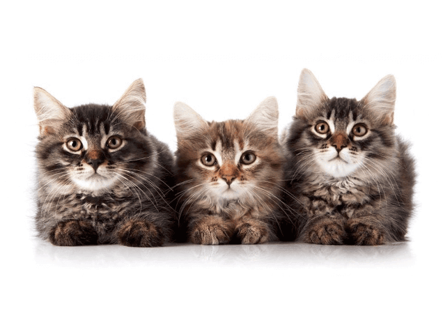 Centre of Excellence – Feline Behaviour and Psychology Diploma Course