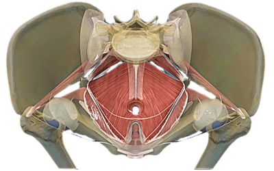 Buffy Owens – Pelvic Power & Sacred Sacrum (Feldenkrais)