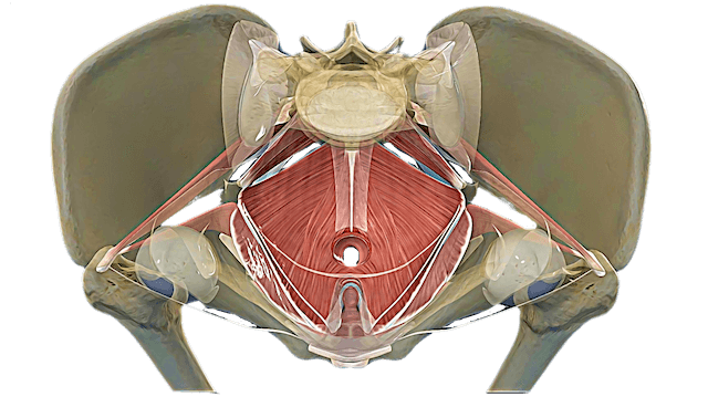 Buffy Owens – Pelvic Power & Sacred Sacrum (Feldenkrais) (1)