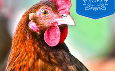 Centre of Excellence – Chicken Keeping Diploma Course