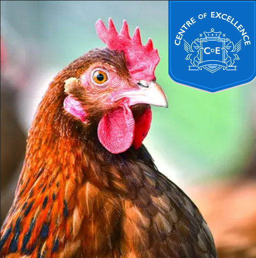 Centre of Excellence – Chicken Keeping Diploma Course