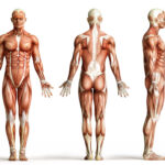 Nadezhda Basyubina – The formula of a healthy body. Osteopathic self-correction techniques