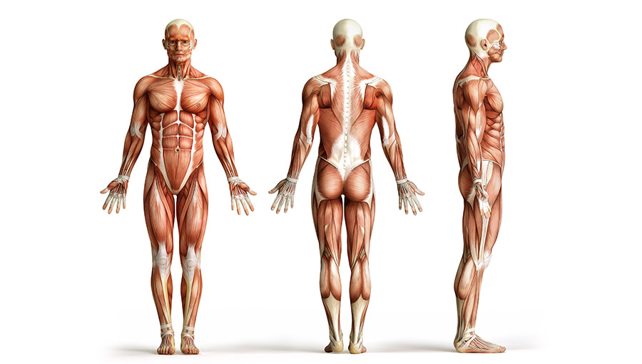 Nadezhda Basyubina – The formula of a healthy body. Osteopathic self-correction techniques