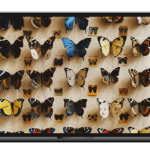 Dan Sheridan – Vega Modified Butterfly Deep Dive