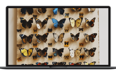 Dan Sheridan – Vega Modified Butterfly Deep Dive