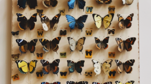 Dan Sheridan - Vega Modified Butterfly Deep Dive with Jay