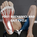 Foot Mechanics and Gait Cycle