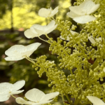 Michael David Golzmane – 5-Day Rain of Money Blessings Intensive (5 Clearings)