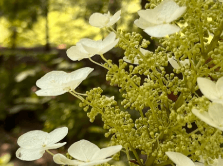 Michael David Golzmane – 5-Day Rain of Money Blessings Intensive (5 Clearings) (1)